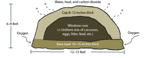 A cross-section illustration of a compost windrow. The base layer is about 12 to 15 feet wide and 10 to 15 inches thick; oxygen flows through the base. The windrow core is a roughly uniform mix of carcasses, eggs, litter, feed, etc. The cap is 8 to 12 inches thick and releases water, heat, and carbon dioxide. 