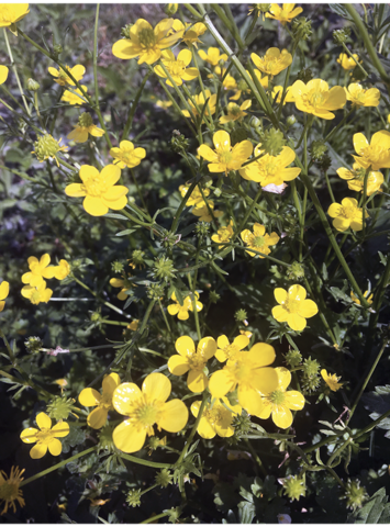 Close-up of a cluster of buttercup weeds with yellow flowers.