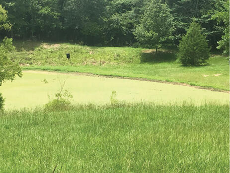 A small pond completely covered in a light-green layer of vegetation.