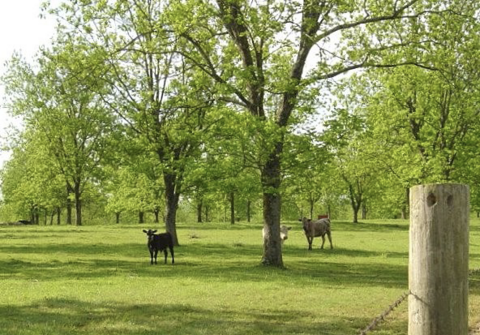 Trees surrounded by green grass and open space with three cows.