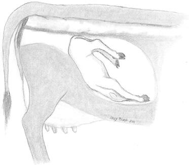 Calf is on its back with its rear end entering the birth canal first.