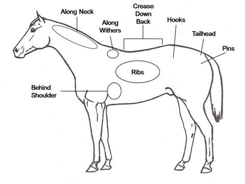 Illustration of a horse with key areas labeled for body condition scoring: along neck, along withers, behind the shoulder, ribs, crease down back, hooks, tailhead, and pins. 