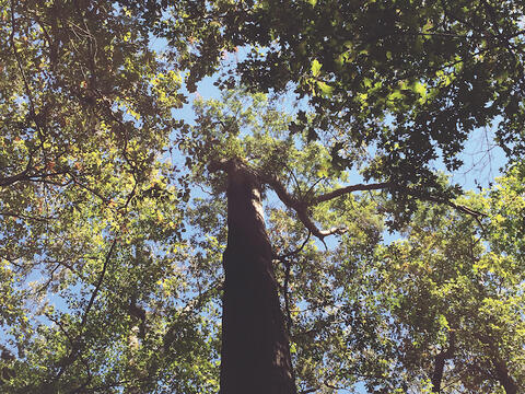The top of a tree is dying and has no leaves.