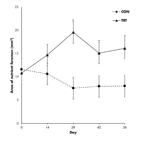 Area of nutrient foramen (mm2) for the control group: 11 on day zero; 14 on day 14; 19 on day 28; 15 on day 42; 16 on day 56. For treatment group: 12 on day zero; 11 on day 14; 7 on day 28; 8 on days 42 and 56.
