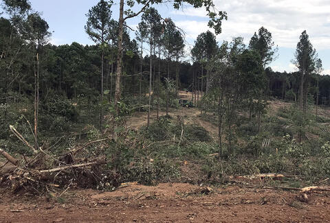A forested area during harvest. Some trees are standing, some are piled on the ground, some ground is bare dirt, and a piece of logging equipment is in the background.