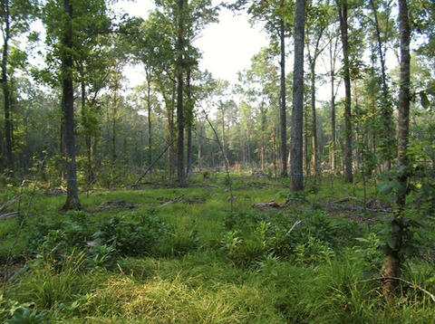 Red oak trees are spaced throughout a thinned forest, surrounded by shrubs and dappled sunlight.