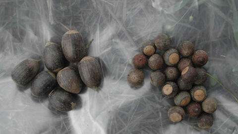 Two separate piles of long, cylindrical nutall acorns and small, round cherrybark acorns.