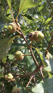 Maturing fruit on the limb of a tree.