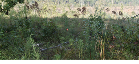 A field sprouting hardwoods.