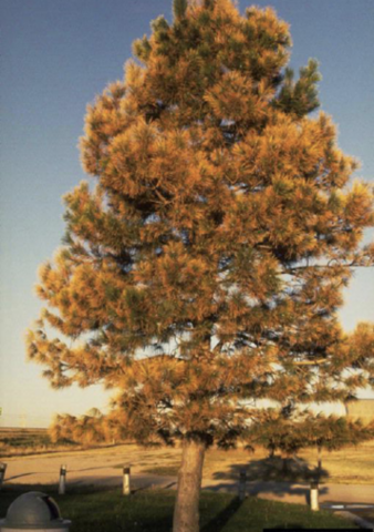 A conifer tree has very few green needles. Most have browned, while some are red and yellow.