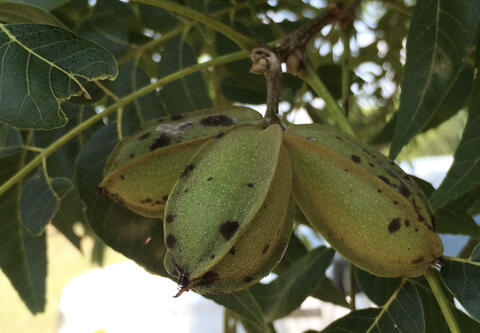 Pecan nuts in green shucks with black spots.