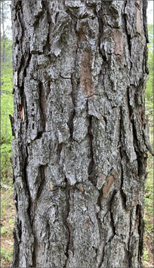 Close-up of a tree's bark.