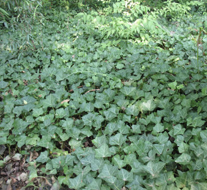 Closeup of the green leaves of English ivy growing on the ground.