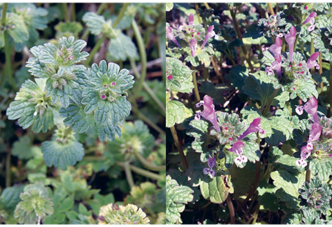 Two images that show the the rounded leaf shape with distinctive veins as well as the pink/purple flowers.
