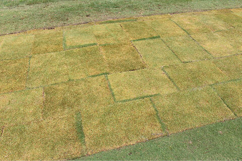 Freshly laid sod in irregular rectangular patterns.