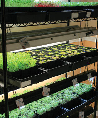 Shelves holding a variety of different green plants in plastic containers.