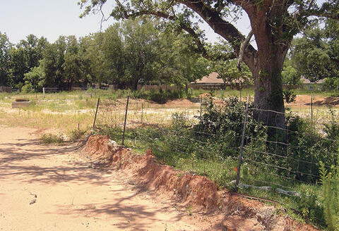 A dirt road runs near a large tree. A bank of dirt along the roadside shows how deeply the road was graded. It is cut deep enough to damage the tree's root system.
