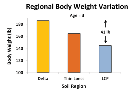 Regional deer body weight (at age 3) variation: Delta, about 180 pounds; thin loess, about 160 pounds; lower coastal plain, about 140 pounds. The difference between Delta and lower coastal plain deer is 41 pounds. 