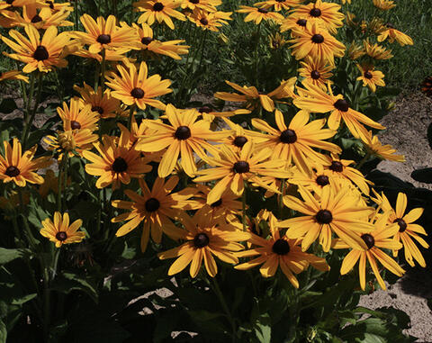 A large bunch of flowers with golden yellow petals and dark brown center cones.