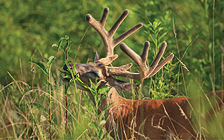 A deer with large antlers grazes on tall grass. The text "The effects of nutrition last a deer's lifetime—and longer" is on the photo. 