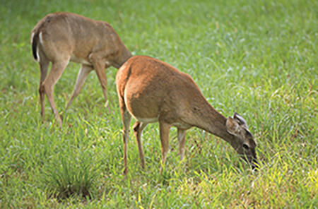 A pregnant doe and another deer graze in a field. The text "Good nutrition for bucks starts with their mothers" is on the photo.