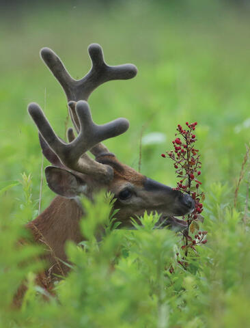 A deer with large, velvety antlers eats red berries in a grassy field. Photo by Steve Gulledge.