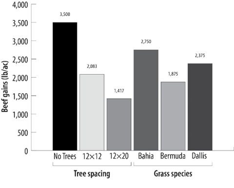 Animal gains under different tree spacing: no trees at 3,500; 12×12 at 2,083; and 12×20 at 1,417. Animal gains with grass species: bahia at 2,750; bermuda at 1,875; and dallis at 2,375.