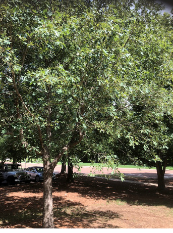 A small cherrybark oak tree. 