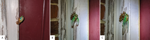 Figures A, B, and C show a cicada molting on the side of a building as described in the caption.