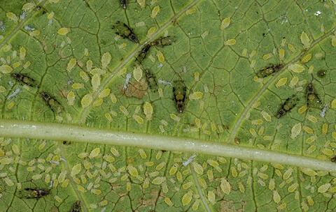 Magnified image of a leaf with numerous tiny insects and several larger insects.
