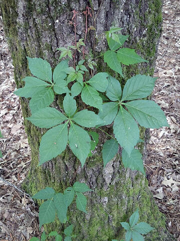 Five-leaflet clusters with pointed, serrated edges and thin vines climbing a mossy tree.