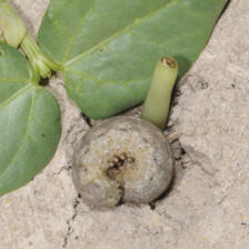 A short, thick cutworm curled into a C shape.