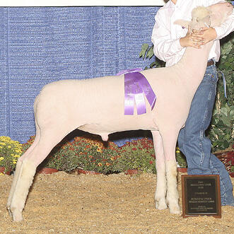 A white lamb.