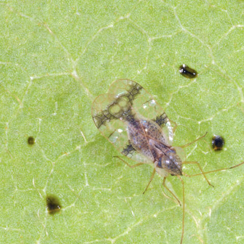 A lace bug on the underside of a leaf. It has a gray body and translucent wings with yellow veins running through them. Fecal deposits can be seen as dark brown spots around the lace bug on the leaf. 