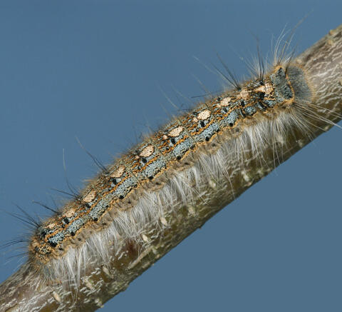 A caterpillar with black, gold, yellow, blue, and tan markings down its back. The body of the caterpillar is covered in long, tan hairs.