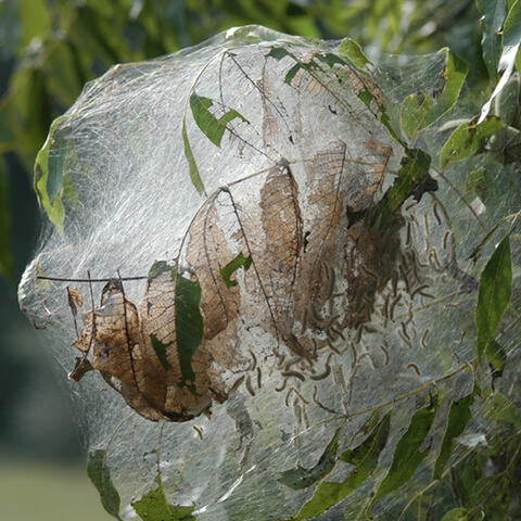 A large, dense web encasing the end of a branch, with dried, brown leaves inside.