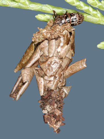 A bagworm attached to a stem can be identified by the tan silk bag around it. This bag contains some plant leaf parts that have been incorporated into the bag. 