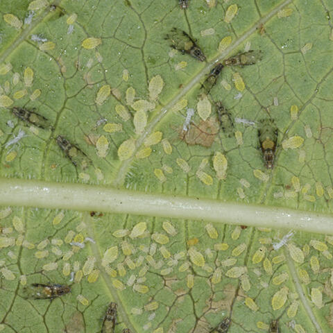 Adult crape myrtle aphids and their young on the underside of a young leaf. The aphids have been feeding on the sap in the leaf, leaving behind brown, dry-looking areas. 