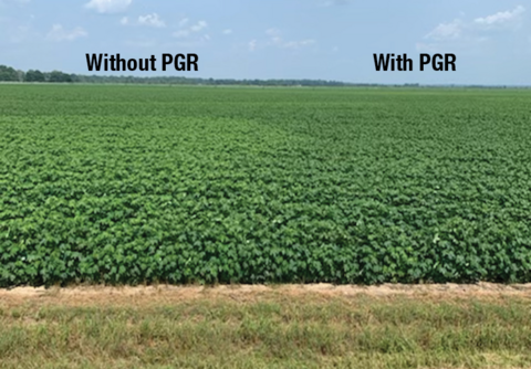 Two images of a field of cotton. The cotton on the left is identified as "without PGR," and it is taller than the cotton on the right, which is identified as "with PGR."