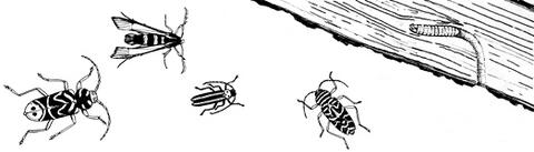 A drawing of several different species of wood-boring insects next to a piece of wood. 