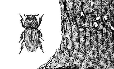 A drawing of a black turpentine beetle next to the trunk of a pine tree. 
