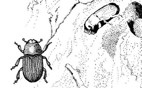 A drawing of a beetle next to a depiction of larvae in the outer bark of a pine tree. 