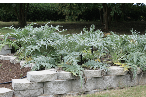 Green fern-like cardoon planted in a raised plant bed lined with stone pavers.