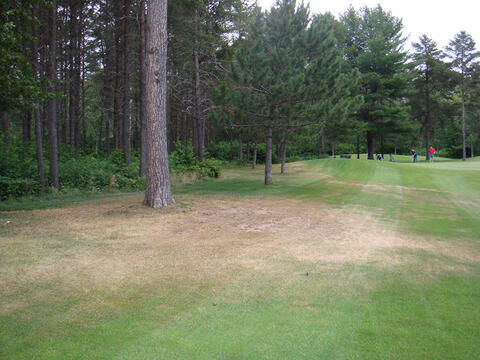A stand of pines next to turfgrass. The grass around the base of the pinetrees is brown and appears dead. 