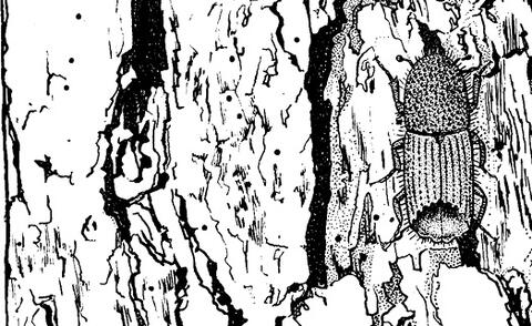 A drawing of the Ips beetle and the small bore holes it leaves in the bark of pine trees. 