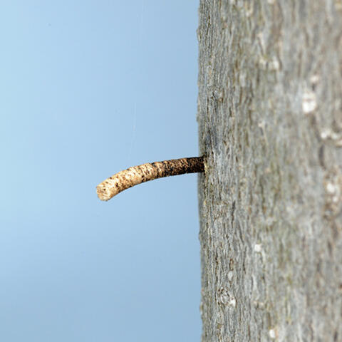 A yellowish-brown column of compacted frass protruding from the bark of a tree. 