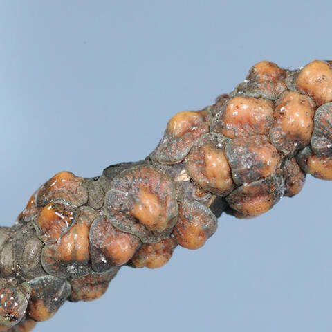A stem is covered in tulip tree scales, which are circular and flat with a bulbous orange center and a gray circumference. 