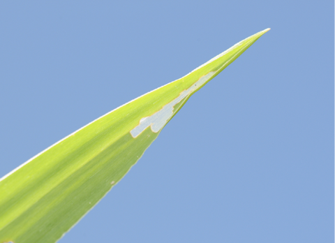 The tip of a bright green grass blade shows signs of "windowpanes". The windowpanes in the leaves are made by armyworms are white and semi-transluscent. 