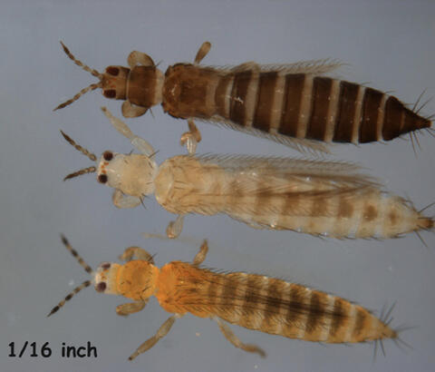 Three species of adult thrips viewed with a microscope. They are amber-colored, cream-colored, and orange-brown. 