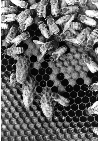 Many bees crawling on honycomb and larva cells. 